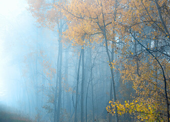 Wall Mural - Trees in fog on winter day. Holiday landscape scene. Winter holiday greeting card art.