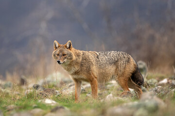 Poster - Golden jackal searching for food in the Rhodope mountains. Jackal moving in the Bulgaria mountains. Carnivore during winter. European nature.  Canine predator on the rock. 