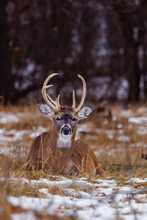 Trophy White-tailed (Odocoileus Virginianus) Buck Bedded Down During Winter In Wisconsin. Selective Focus, Background Blur And Foreground Blur.
