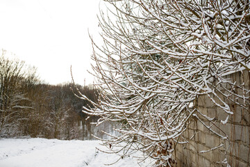 Winter beauty. A lot of snow fell before Christmas and New Year. Trees in December