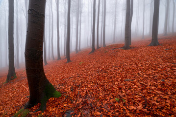 Wall Mural - Autumn beech forest