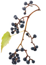 A Small Branch Of Fresh Row Black Elderberry Fruit