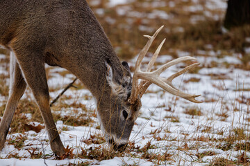 Wall Mural - Trophy White-tailed (Odocoileus virginianus) buck grazing on grass during winter in Wisconsin. Selective focus, background blur and foreground blur.
