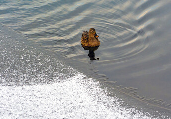 Wall Mural - A duck swam to the edge of the ice in a freezing pond on a winter day.