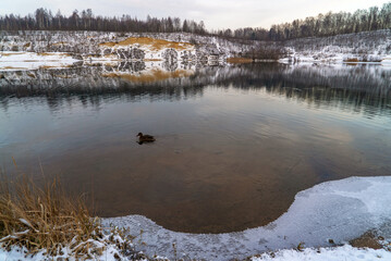 Wall Mural - A duck swims alone on the water in a freezing pond on a winter day.