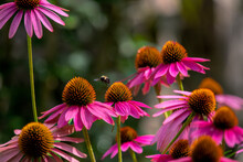 Purple Cone Flowers With Bumble Bee