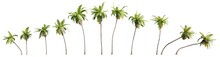 Collection Of Coconut Trees Isolated On Transparent Background. Realistic 3D Render.