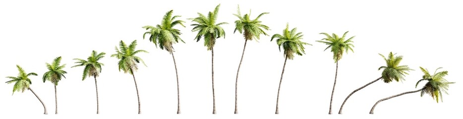 Aufkleber - Collection of coconut trees isolated on transparent background. Realistic 3D render.