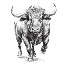 Angry Bull Runs Towards The Opposite Direction Hand Drawn Sketch Vector Illustration 