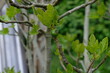 FU 2022-05-01 Feige 7 Am Feigenbaum wachsen grüne Blätter