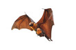 Bat flying isolated on transparent background. 