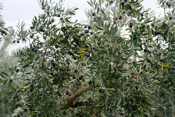 Wall Mural - Olive trees full of olives. Gemlik olive tree gardens. Selective focus. Gemlik district. Turkey.