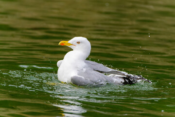 Wall Mural - Seagull on water