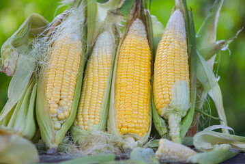 Wall Mural - Fresh corn on nature green field background, Corn on the cob, sweet corn for cooking food, harvest ripe corn organic