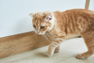 Wall Mural - Scottish fold ginger young cat on at home, playful kitten, funny, love domestic pets.