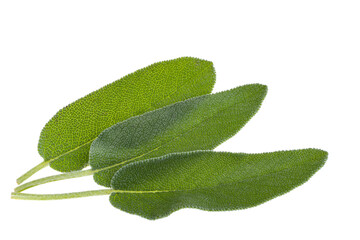 Poster - sage leaves isolated