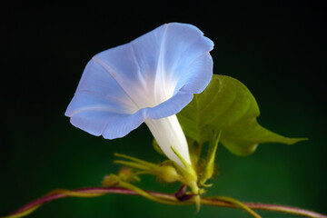 Wall Mural - Wild Japanese morning glory flowers (Ipomoea nil) is a species of Ipomoea morning glory known by several common names, including picotee morning glory, ivy morning glory. Selective focus
