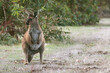 wild kangaroo wallaby on kangaroo island in Australia