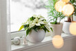 white cozy window arrangement, winter christmas concept, poinsettia flower, lights