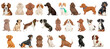 Cute dogs, puppies of different breeds set. Doodle pattern in different poses and breeds with flat color.Dog hand drawn collection on white isolated  background