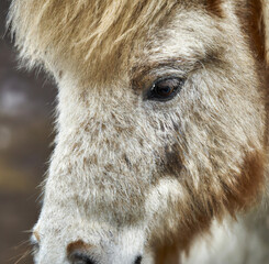 Close up of brown and white pony grazing on meadow created using Generative AI technology