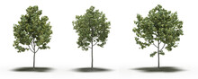 Large Tree With A Shadow Under It, Isolated On A Transparent Background, 3D Illustration, Cg Render