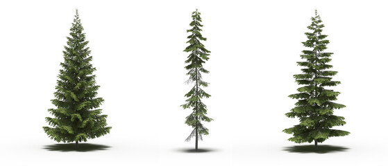 large tree with a shadow under it, isolated on a transparent background, 3D illustration, cg render