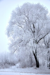 A winter scenery with frozen trees whit black trunks and brunches white of frost and snow, selective focus