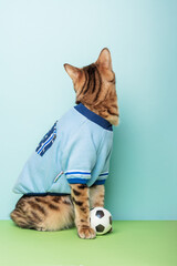 Wall Mural - Football bengal cat sits next to the ball on a colored background.