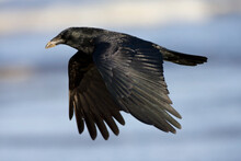 Zwarte Kraai, Carrion Crow, Corvus Corone