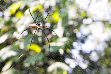Forest spider, green backgdrop blur from the leaves, bokeh from incoming light good for background.