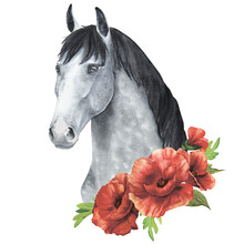 Watercolor Illustration Of A Gray Horse With Delicate Poppies Isolate