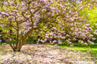 Lovely view of a blooming Magnolia × soulangeana tree with Magnolia flower petals all over the ground on a sunny spring day in the famous park Luisenpark in Mannheim, Germany.
