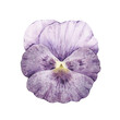 Watercolor illustration with vintage violet pansy flower isolated on white background.