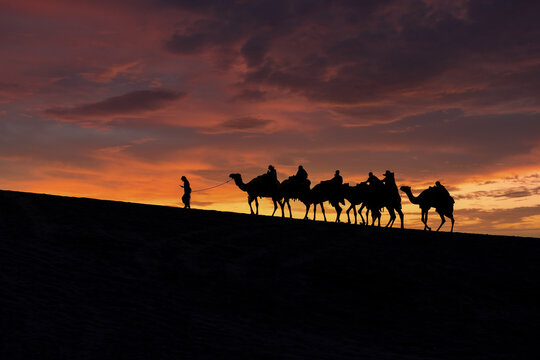 Wall Mural - A group of tourist led by a local bedouin guide riding camels in the Sealine desert, Qatar.