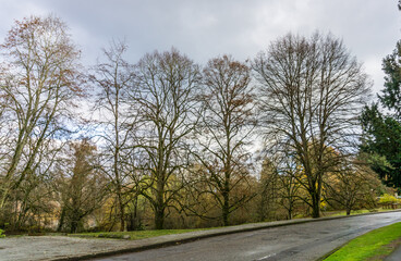 Wall Mural - Autumn Arboretum Road 3