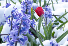 Flowerfields In The Snow