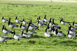 barnacle geese grazing in a meadow in nature area De Slikken van Flakkee