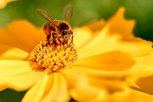Bee On Yellow Flower