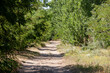 © Jerome - Hiking sandy dirt path in the Suboticka pescara, near the Serbia city of Subotica, in Vojvodina. The Suboticka pescara, or sand lands, is a natural park and a sand desert of the pannonian plains..