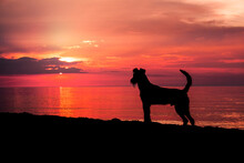 Irish Terrier Am Strand Im Sonnenuntergang