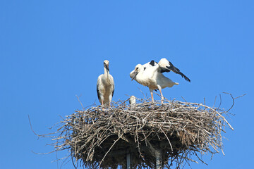 White storks in their nest