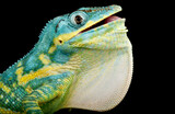 Fototapeta Zwierzęta - Blue beauty anole (Deiroptyx equestris potior)