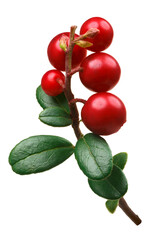 Wall Mural - Lingonberry (fruits of Vaccinium vitis-idaea) with leaves isolated png