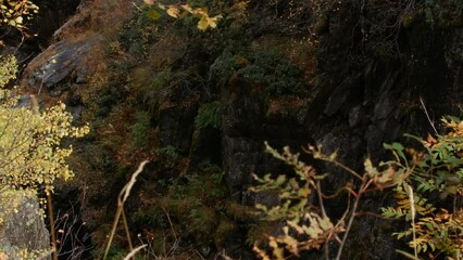 Wall Mural - Huge mountains standing under a white fog. Creative. Large yellow and green forests growing on the mountains overgrown with moss.