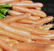 Nahaufnahme auf eine Vielzahl frischer und leckerer Karotten und Möhren mit selektiver Schärfe und Textfreiraum, Hochformat