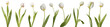 Collection of white tulips isolated on transparent background.