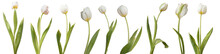 Collection Of White Tulips Isolated On Transparent Background.