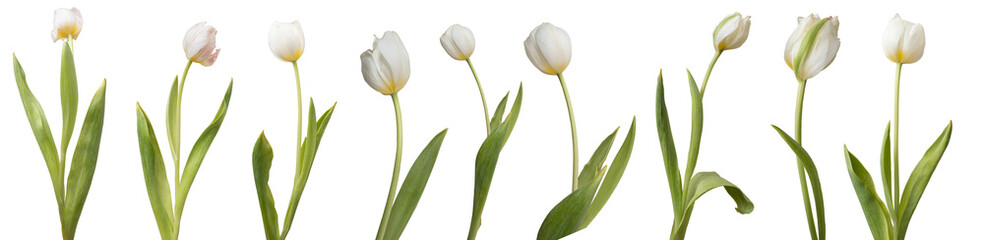 Collection of white tulips isolated on transparent background.