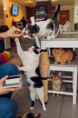 Wall Mural - Domestic life with pet. Young man gives his cat meat snack.